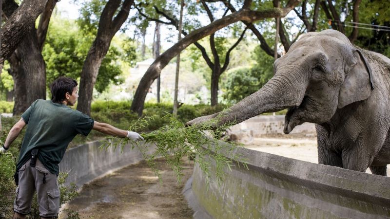 La elefanta Mara llegó al santuario de Brasil | Internacionales