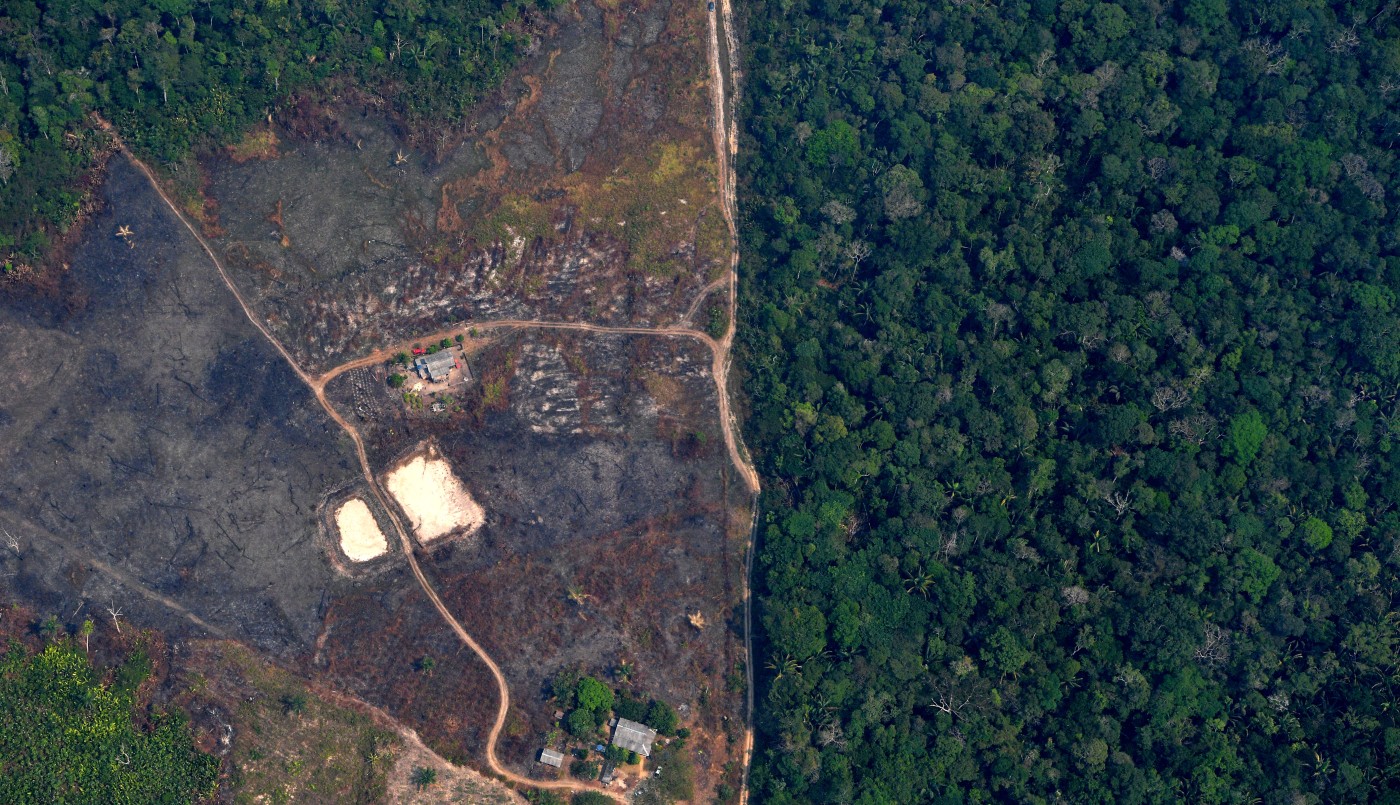 Advierten que la "Amazonia es un gran recipiente de virus" y la deforestación aumenta el riesgo de transmisión | Internacionales