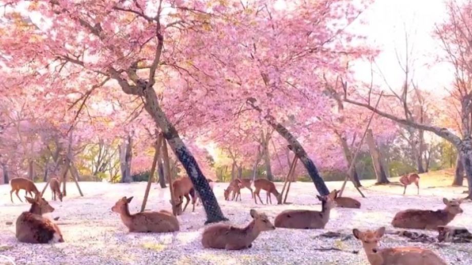 El lado b del coronavirus: el video de cientos de ciervos descansando bajolos cerezos en flor | Internacionales