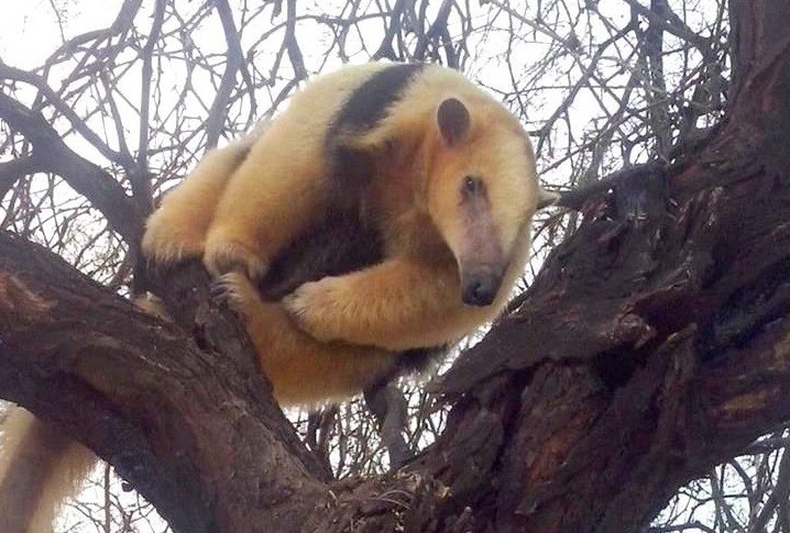 La Rioja: cazadores furtivos mataron a un oso melero, especie en peligro de extinción | Actualidad