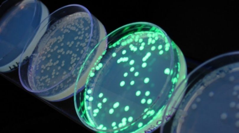 Desarrollan un barbijo que se ilumina en contacto con el coronavirus | Internacionales