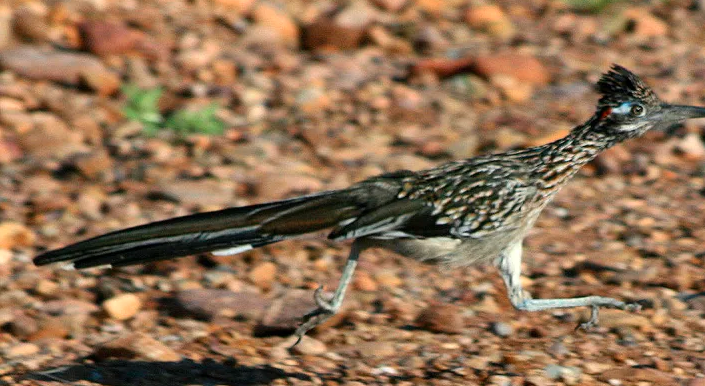 Video: la persecución en la vida real de un coyote a un correcaminos en el desierto | Curiosidades