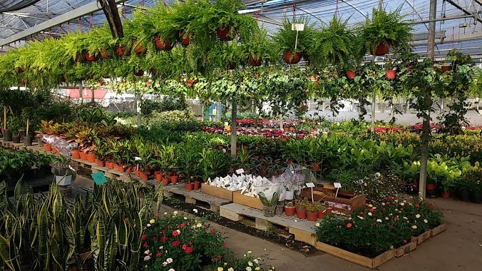 La Plata habilita funcionamiento de otras seis empresas y productores florícolas | Actualidad