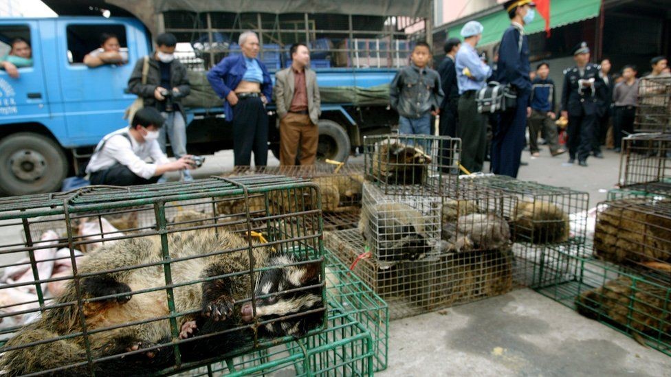 China: subsidios para frenar la cría de animales salvajes destinados a la alimentación | Internacionales