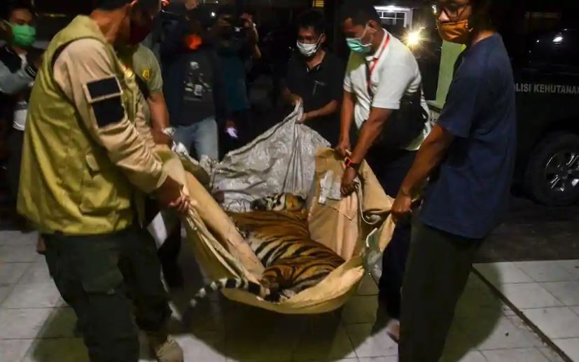 Caza furtiva en Indonesia: encontraron muerto un tigre de Sumatra, una especie en grave peligro de extinción | Internacionales