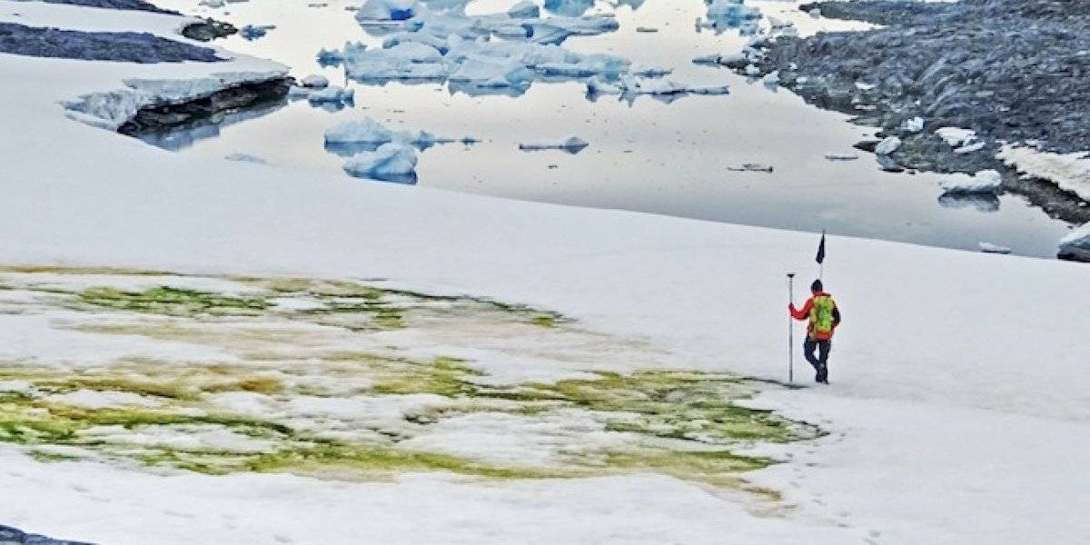 Por el cambio climático, la Antártida se está tiñendo de verde | Actualidad