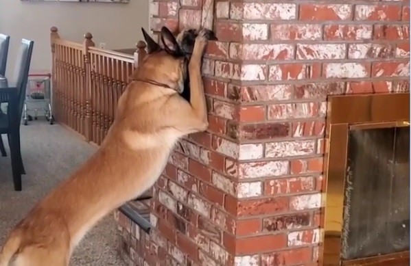 Video: el increíble perro que juega a las escondidas con una nena | Curiosidades