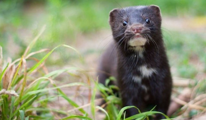 Coronavirus: Holanda alerta sobre posible contagio de un visón a un hombre | Internacionales