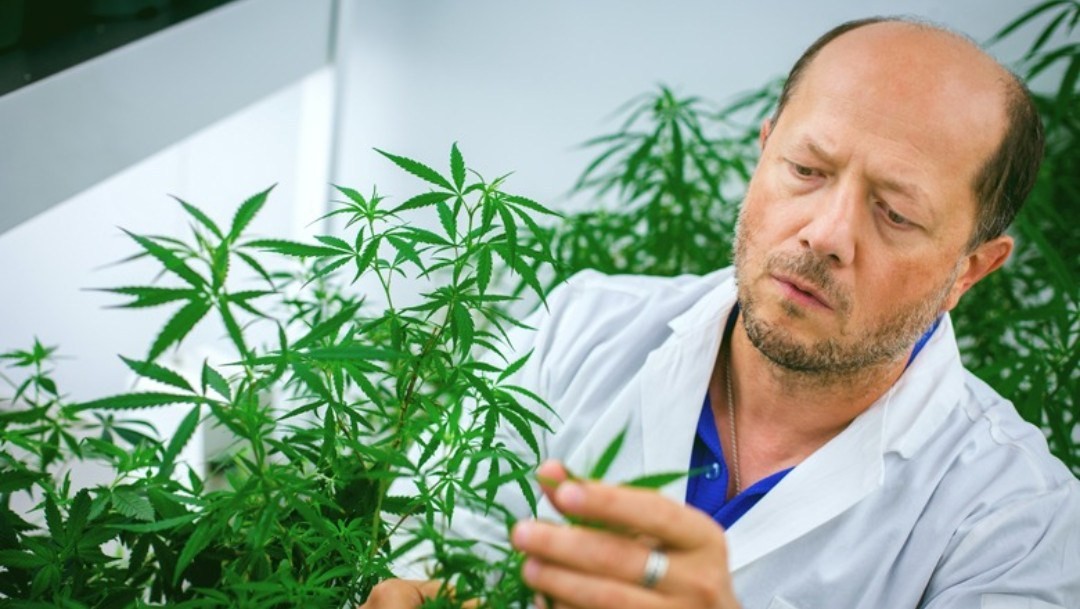 Investigan si el cannabis puede servir para tratar a los enfermos de coronavirus | Internacionales