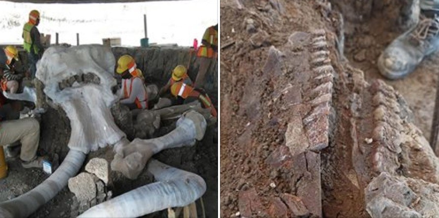 Hallaron restos de 60 mamuts donde construyen un aeropuerto | Internacionales