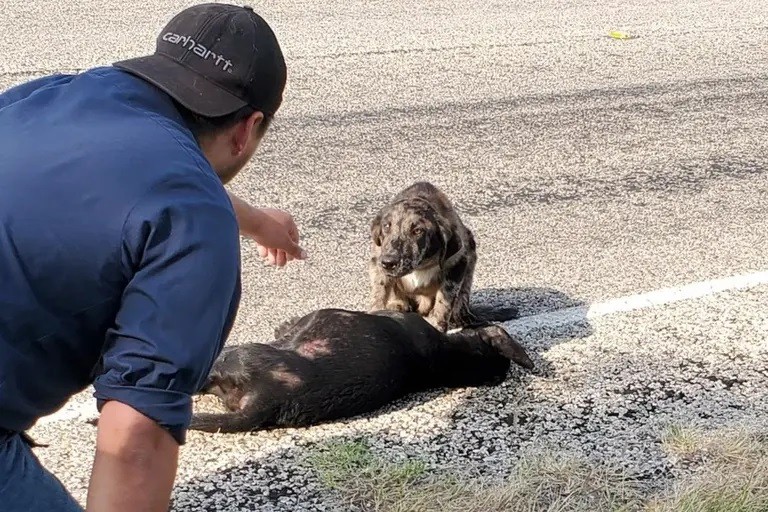 El perrito que hizo guardia junto al cuerpo de su hermana atropellada | Curiosidades