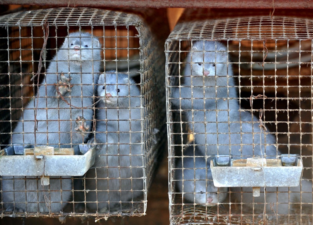 OMS: "Se trataría de los primeros casos conocidos de transmisión de animales a humanos" | Internacionales