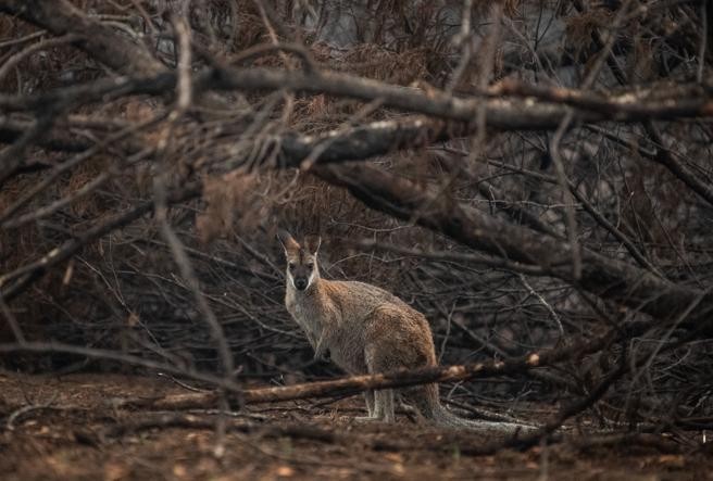 Video: el timelapse de 13 segundos que muestra la recuperación de un bosque incendiado | Internacionales
