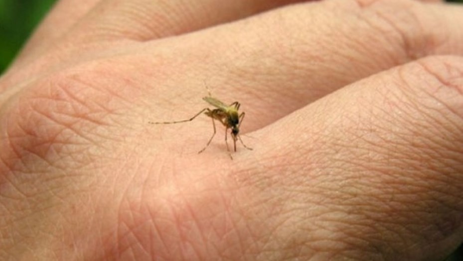 Dengue en Misiones: ascienden a 9.701 los casos detectados en la provincia | Actualidad