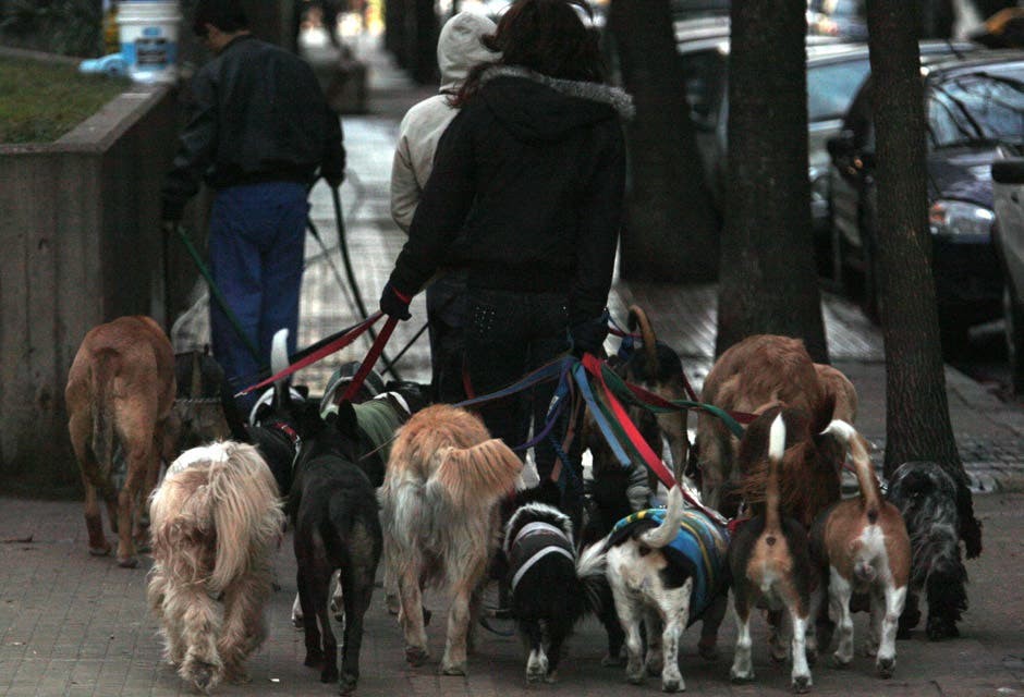 Legisladores porteños piden que se permita trabajar a los paseadores de perros | Actualidad