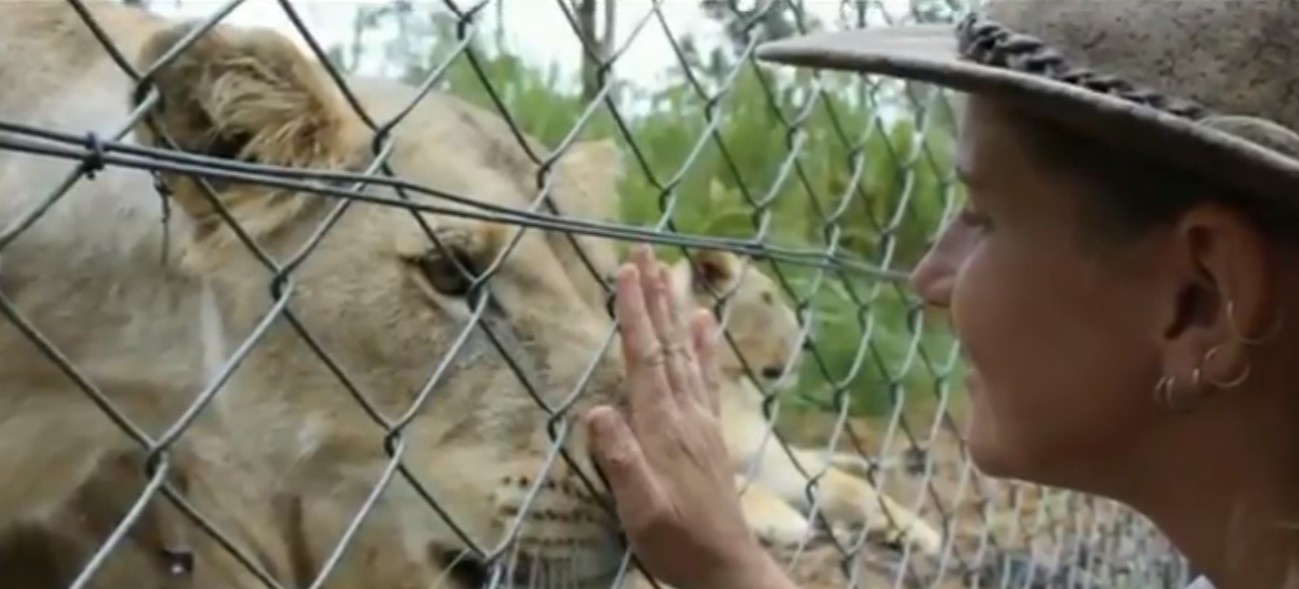 Leones dejaron grave a cuidadora en un zoo donde un cocodrilo ya había atacado a un entrenador | Internacionales