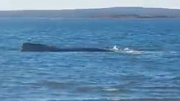 Intentan rescatar a una ballena franca austral que está varada desde el viernes | Actualidad