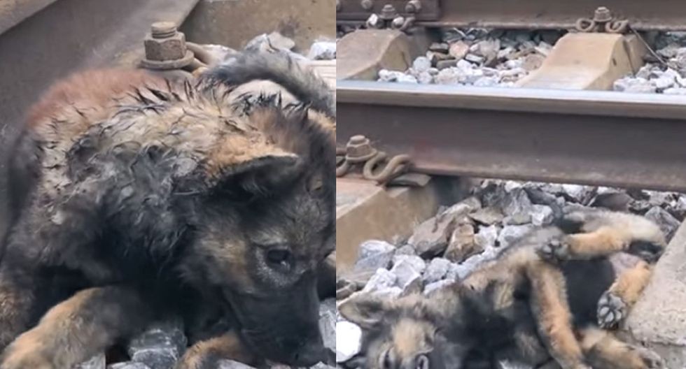 Video: el perrito al que apedrearon y tiraron a las vías del tren fue salvado milagrosamente | Curiosidades