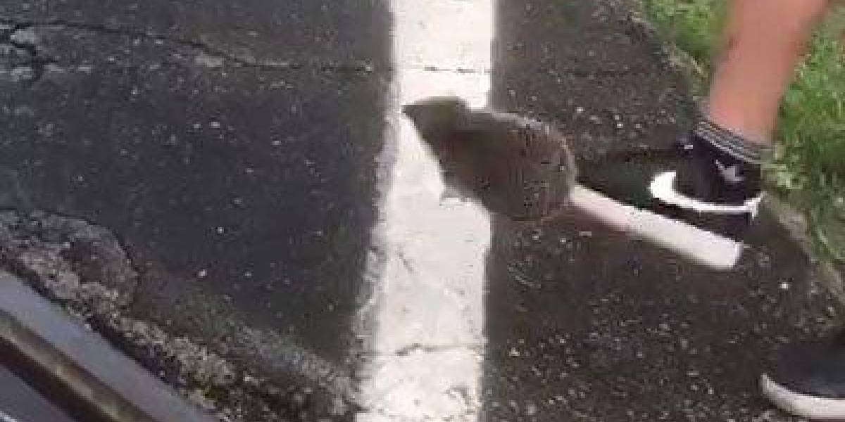 Video macabro: juegan al fútbol con un erizo hasta matarlo | Curiosidades