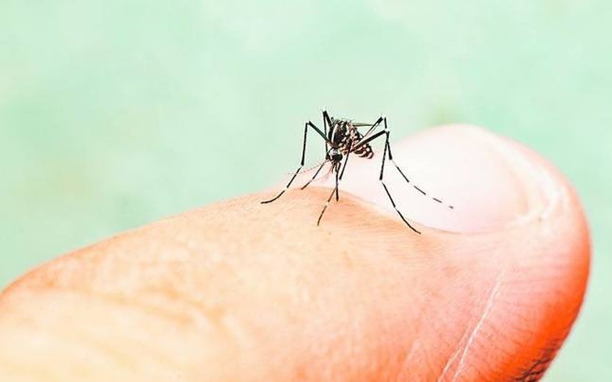 Detecaron más de 2.800 casos de dengue en la provincia e investigan otros mil casos | Actualidad