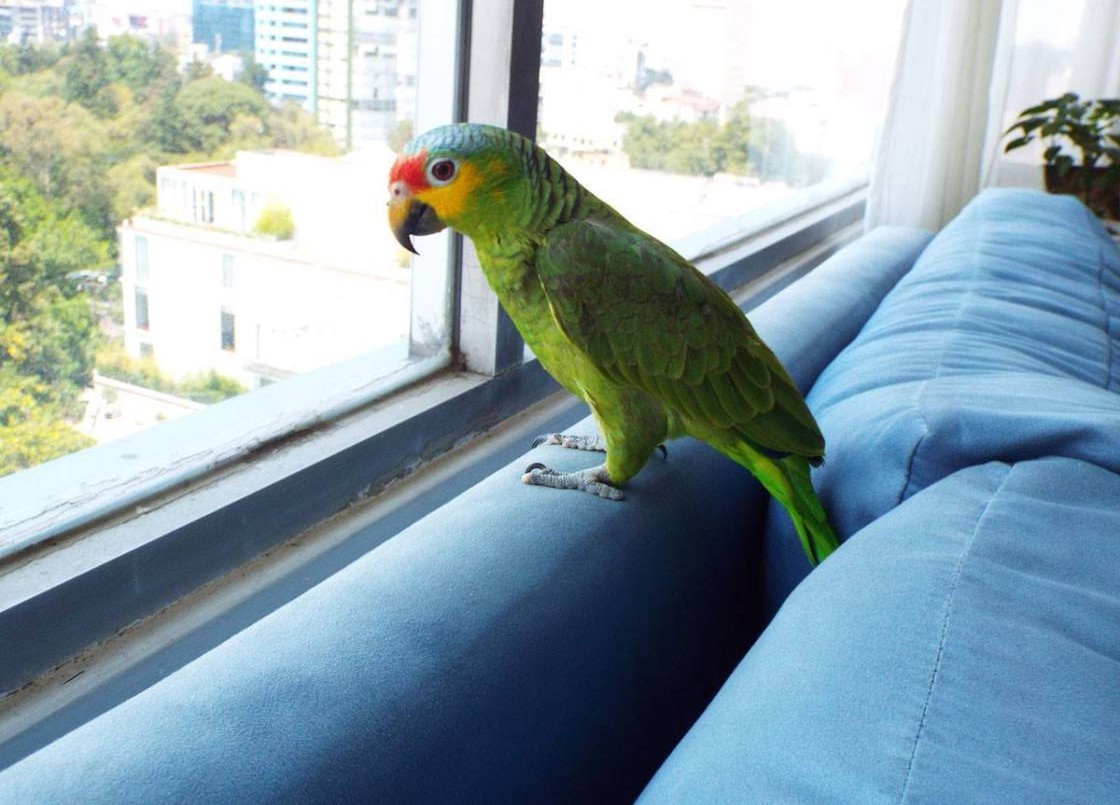 Contrataron a una nena como empleada doméstica y la mataron porque se le escapó un loro | Internacionales