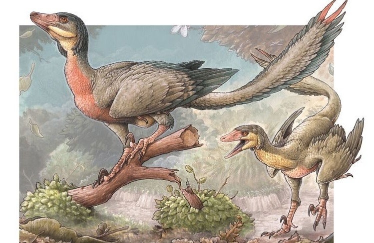 Presentan un pequeño dinosaurio carnívoro con alas hallado en Río Negro | Actualidad