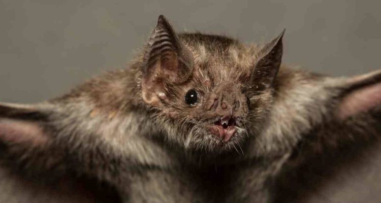 Hallaron cientos de nuevos coronavirus en murciélagos | Internacionales