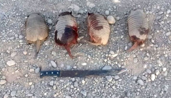 Detuvieron a cinco personas que llevaban unos 20 quirquinchos muertos | Actualidad