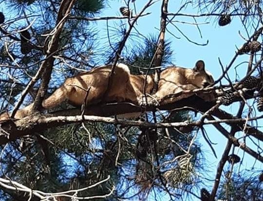 Monte Hermoso: apareció un puma "durmiendo la siesta" sobre un pino | Actualidad