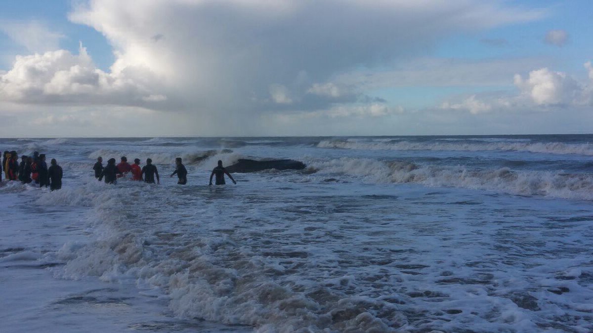 Lograron rescatar a la ballena varada en Mar del Tuyú | Actualidad