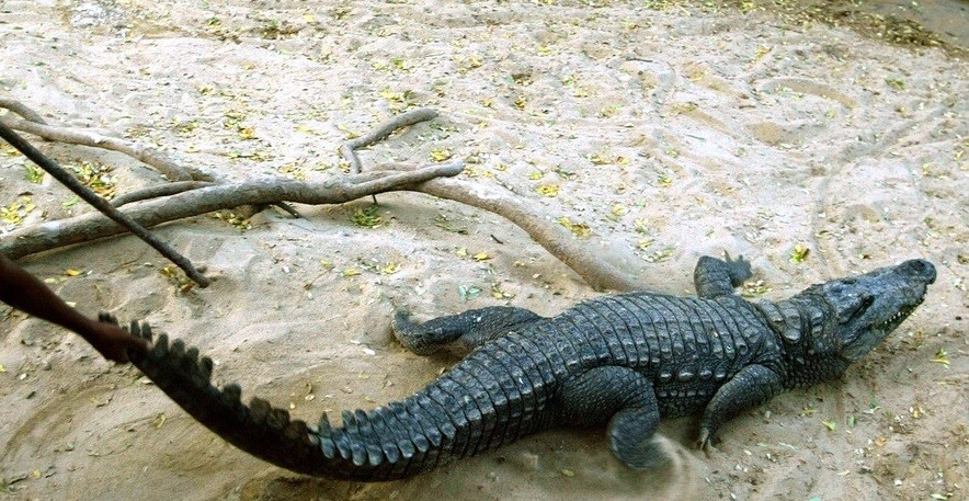 Video: rescató a su amigo cuando lo atacó un cocodrilo | Redes