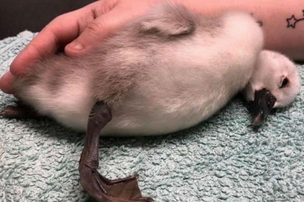 Murió el cisne bebé que había sido pateado por un runner | Curiosidades
