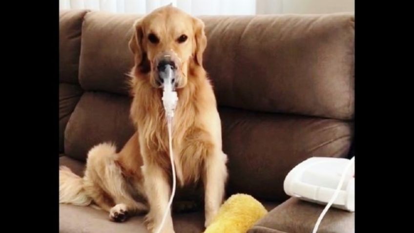 El perrito que tiene asma, dormía bajo la lluvia y ahora encontró una familia que lo cuida | Curiosidades