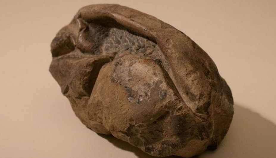 "La Cosa": revelan qué es el misterioso fósil hallado en la Antártida | Internacionales