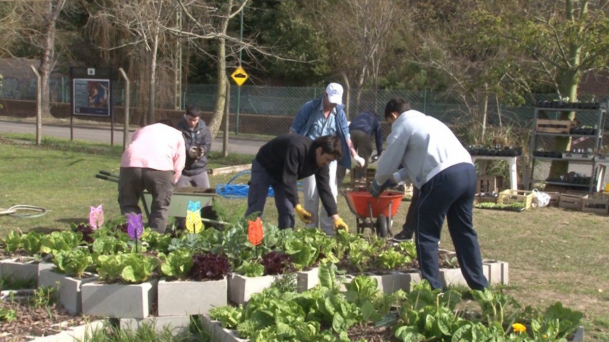 La Plata: Impulsan la creación de huertas comunitarias en espacios públicos y frentes de viviendas | Actualidad