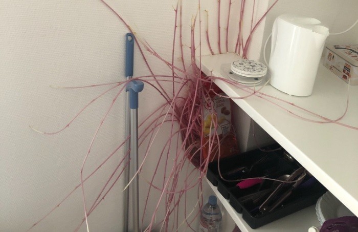 Temor al hallar un extraño objeto cuando volvió a su departamento tras 3 meses confinada | Redes