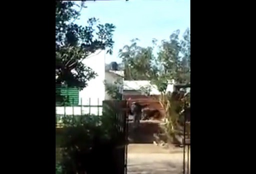 Pánico por tiros en la puerta de una escuela en Concordia | Actualidad