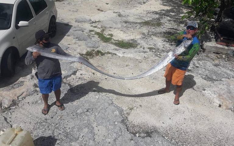 "Pez remo": días antes del terremoto, apareció en México una criatura que presagia catástrofes | Curiosidades