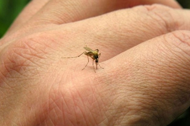 Dengue en la provincia de Buenos Aires: detectaron más de 3.300 casos en lo que va de 2020 | Actualidad