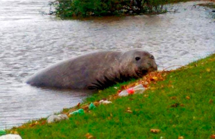 El lado b del coronavirus: apareció un lobo marino en Gualeguaychú | Actualidad