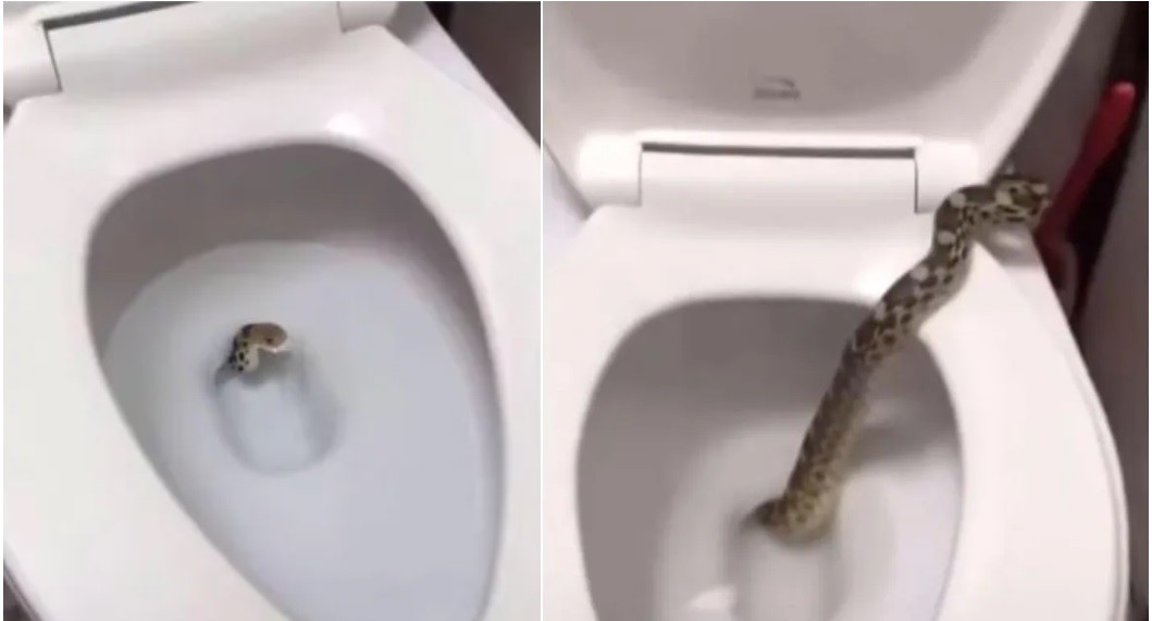 Almagro: salió una serpiente del inodoro en su baño | Actualidad