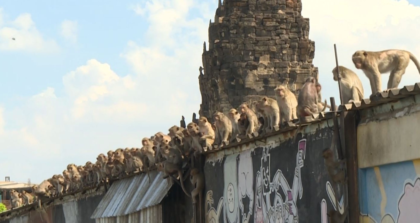"La ciudad de los monos": Tailandia intenta recuperar el control de Lopburi | Internacionales