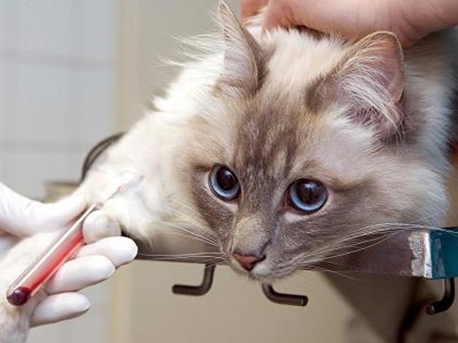 Alarma en Italia por un virus raro que un gato transmitió a su dueña | Internacionales