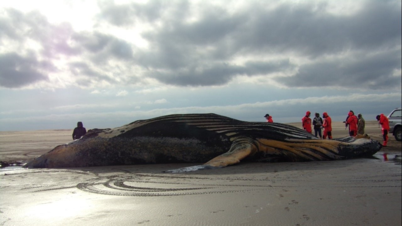 Hallaron una ballena jorobada muerta en playa de Marisol | Actualidad