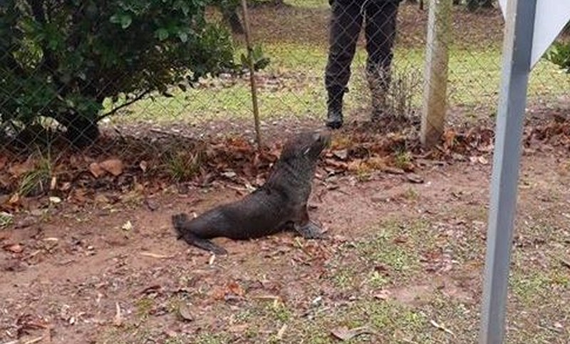 Rescatan a un lobo marino en un barrio privado de Escobar, a orillas del río Luján | Actualidad