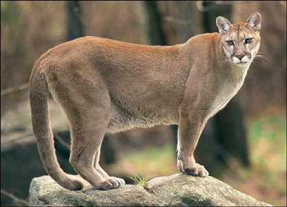 Cerraron el Parque Nacional Iguazú porque avistaron un puma en un sendero | Actualidad