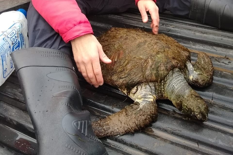 En peligro de extinción: rescataron a una tortuga verde en Necochea | Actualidad