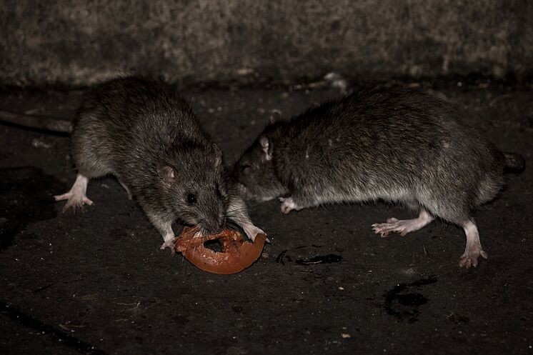 Lado B de la pandemia: ratas practican canibalismo y entran por tuberías a las casas en busca de alimento | Curiosidades