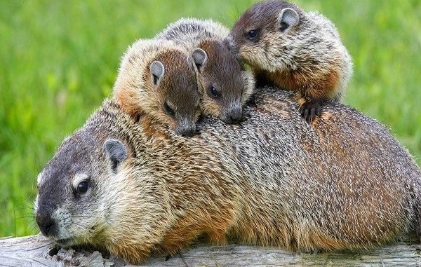 Peste bubónica en China: "por el momento no hay riesgo alto", según la OMS | Internacionales