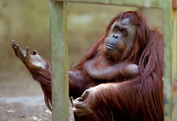 La justicia pide al gobierno porteño que "garantice" el bienestar de la orangutana Sandra | Actualidad
